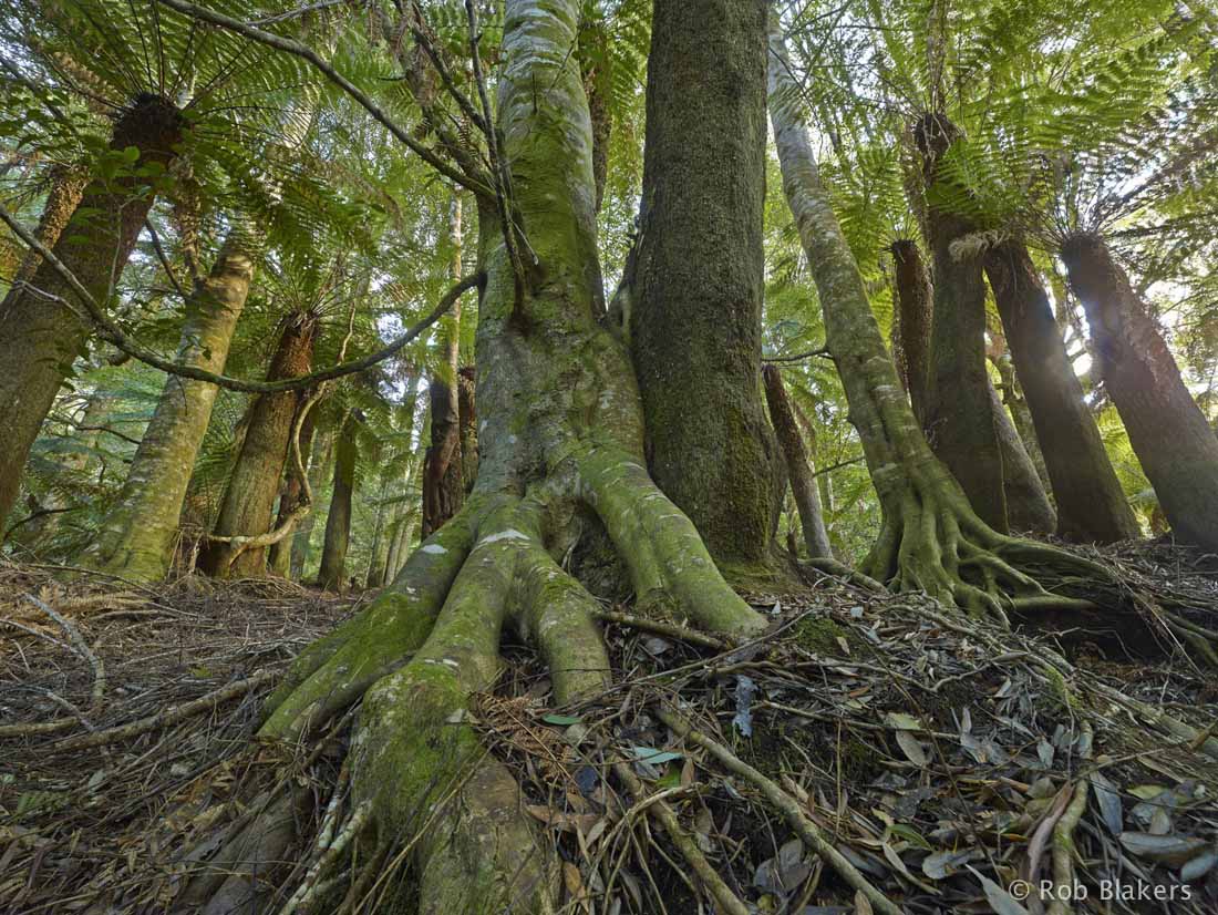 photograph of Rainforest, Butlers Gorge